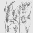 湖北三毛草 湖北三毛草