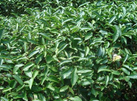 武夷菜茶 武夷菜茶