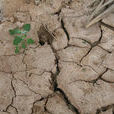 dry(英語單詞) dry(英語單詞)