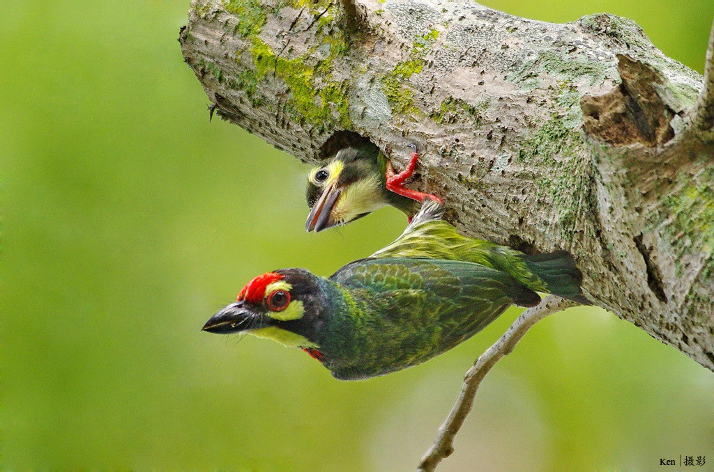 赤胸啄木鳥指名亞種