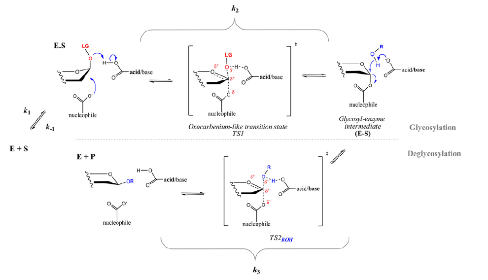 糖苷水解酶的兩步法催化機理