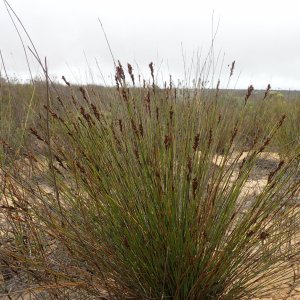 Thamnochortus punctatus