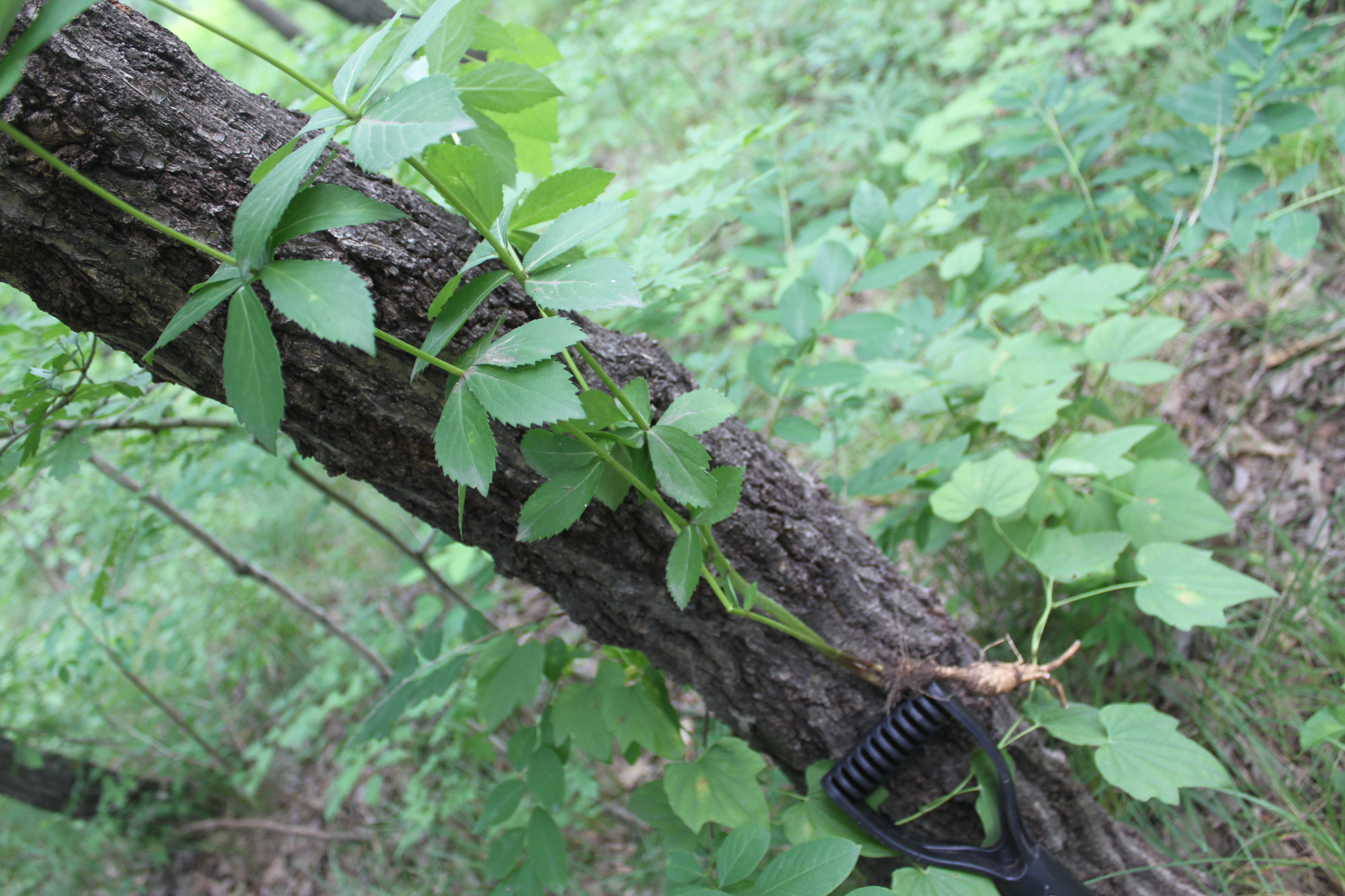 自然野生植物照片，根、莖葉