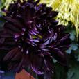 黑菊花
