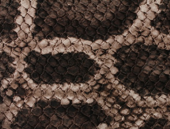 丹鱗蛇紋