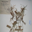 矮鳶尾 矮鳶尾
