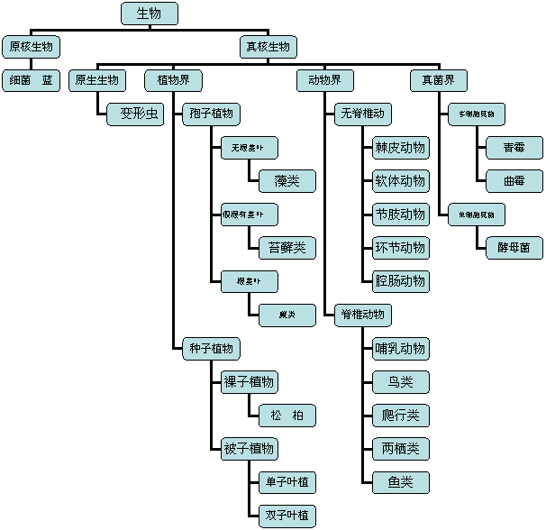 生物分類