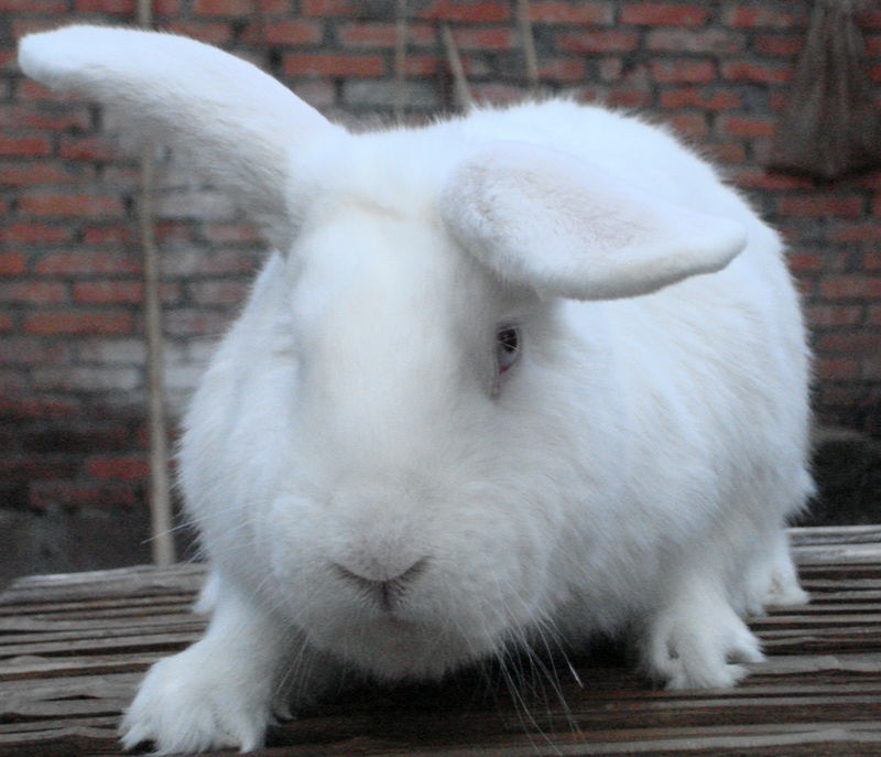 日本大耳白兔