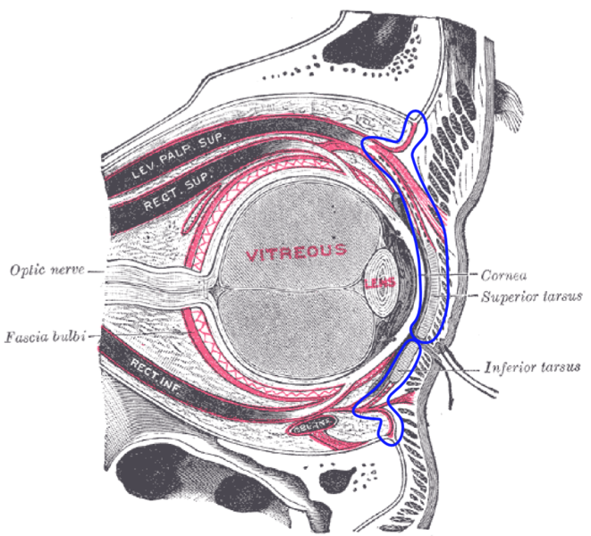 眶隔 解剖位置（藍色）