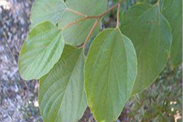 Poliothyrsis sinensis Poliothyrsis sinensis
