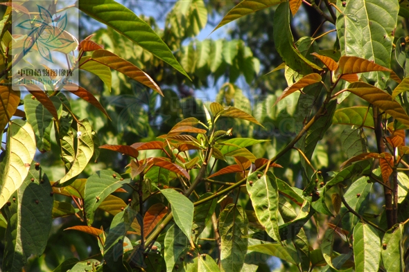 紅莖榕 紅莖榕