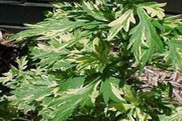 Artemisia vulgaris \x27Janlim\x27 ORIENTAL LIMELIGHT Artemisia vulgaris \x27Janlim\x27 ORIENTAL LIMELIGHT