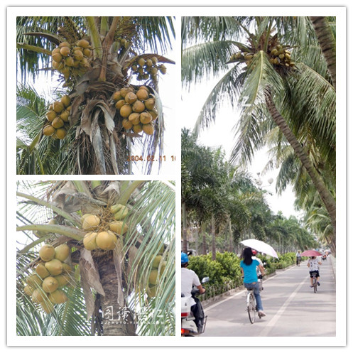 湛江海邊的街道的椰子樹，果實纍纍