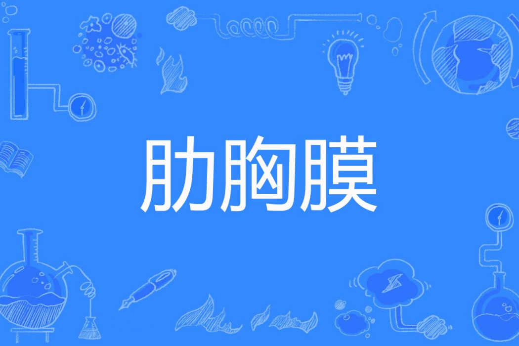 肋胸膜 肋胸膜