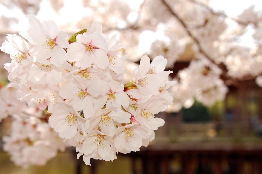 泡沫櫻花