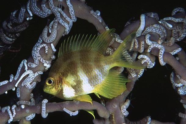 檸檬魔魚 檸檬魔魚