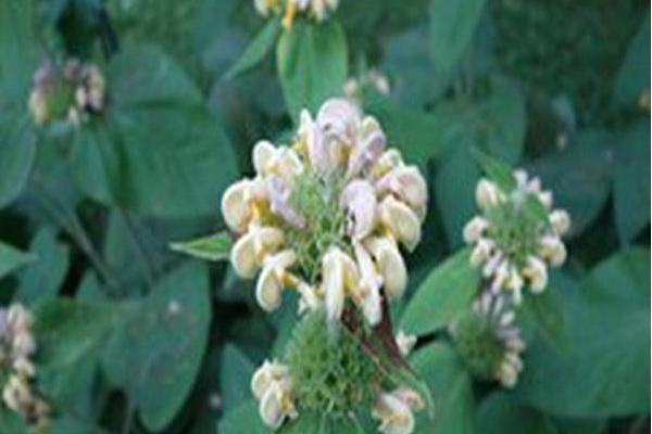 Phlomis russeliana Phlomis russeliana