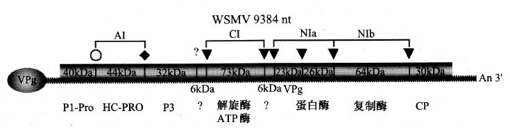 小麥線條花葉病毒的基因組及其產物