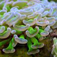 榔頭珊瑚