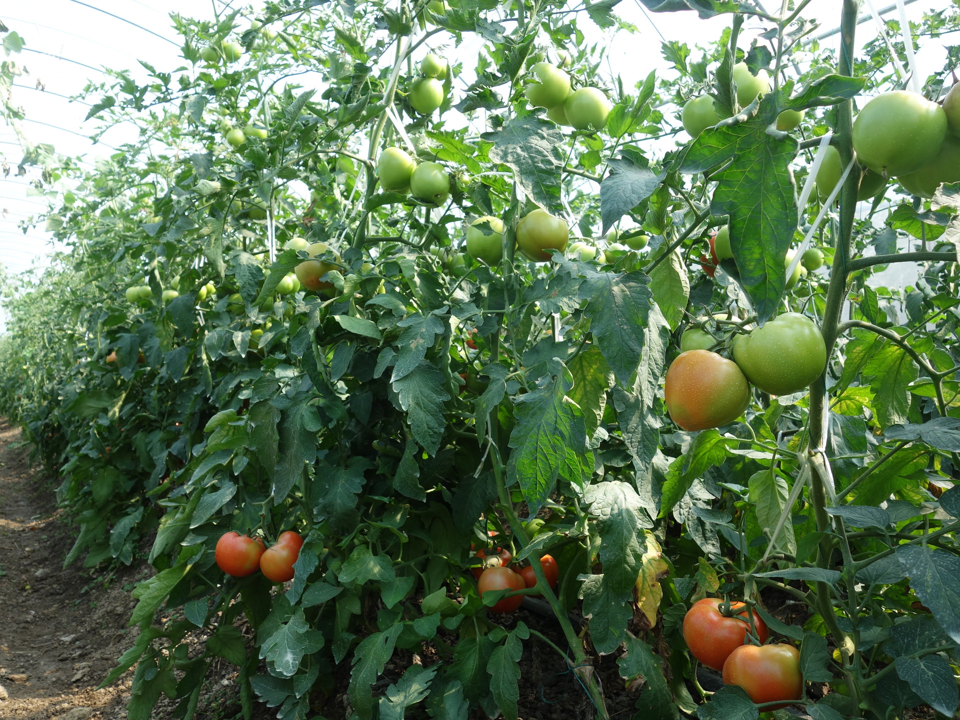 楊俊蔬菜種植農民專業合作社種植的番茄