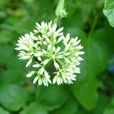 小花異裂菊 小花異裂菊