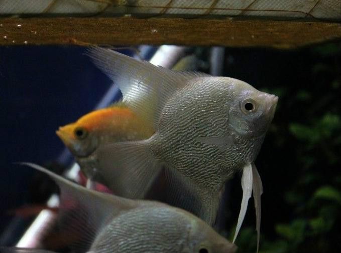 白神仙魚 白神仙魚