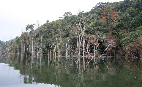 西雙版納熱帶雨林國家公園圖片
