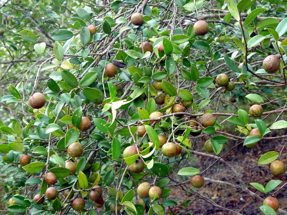 鼎城茶油 鼎城茶油