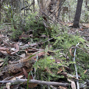 Persoonia hirsuta