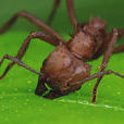 切葉蟻