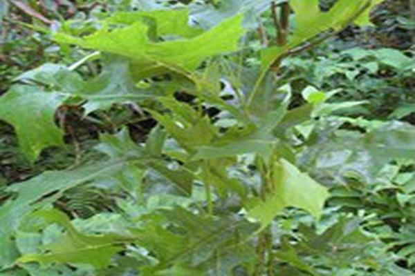 Quercus palustris \x27Pringreen\x27 GREEN PILLAR
