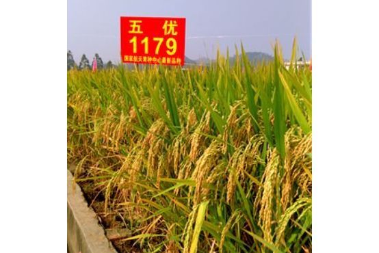 五優1179 五優1179