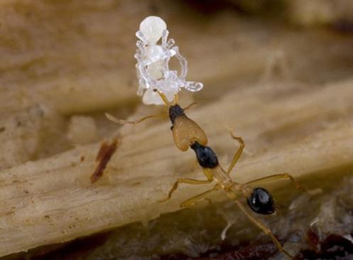 魚鉤蟻