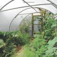 How to Grow Food in Your Polytunnel How to Grow Food in Your Polytunnel
