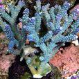 哈馬黑拉島鹿角珊瑚