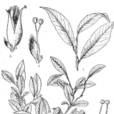 百里柳(豫鄂柳) 百里柳(豫鄂柳)