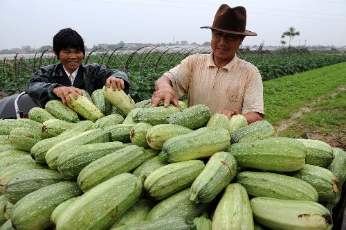 2008年雪災後樂港鎮曹家邊村速生蔬菜上市