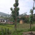 小石凹村 小石凹村