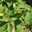 香茶菜