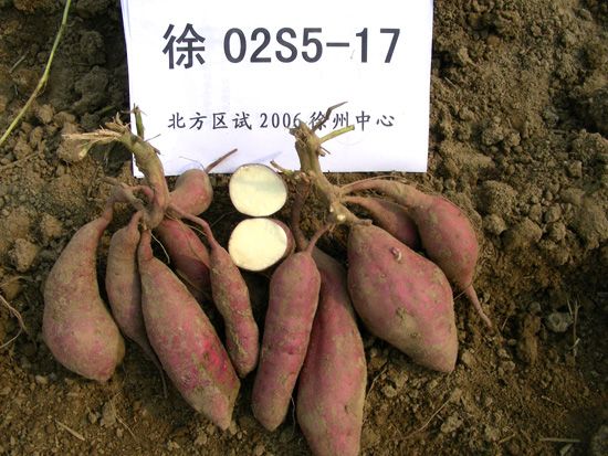 徐薯26 徐薯26
