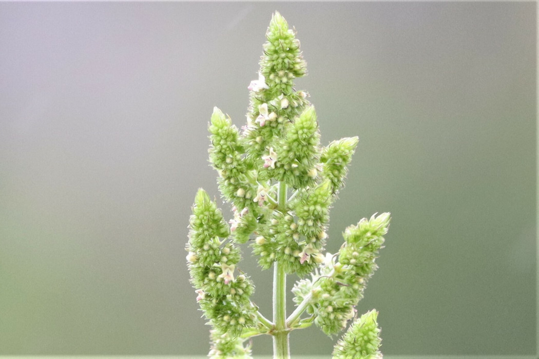 Mesosphaerum pectinatum Mesosphaerum pectinatum