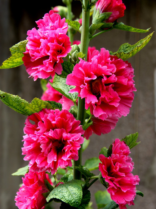 蜀葵花歌 蜀葵花歌