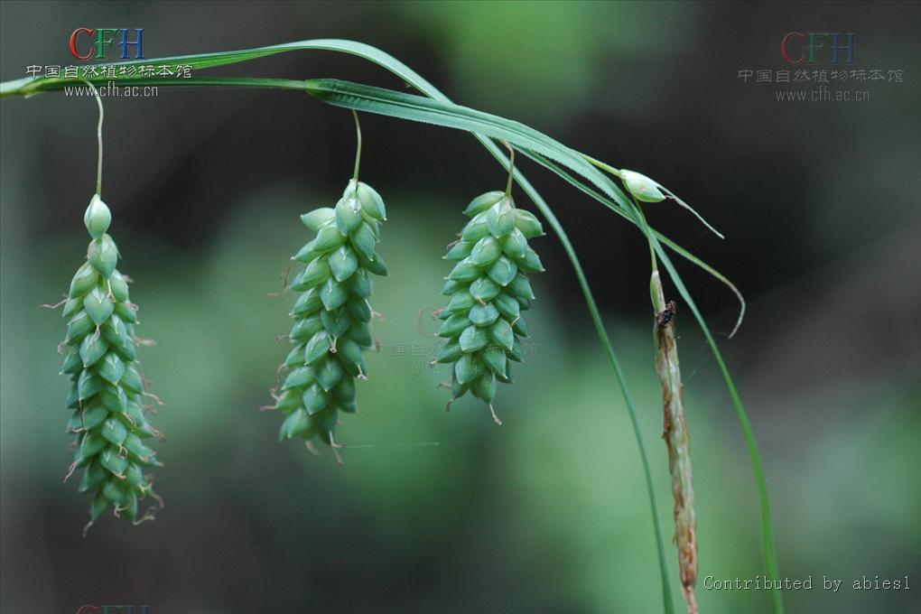 芒鱗苔草 芒鱗苔草