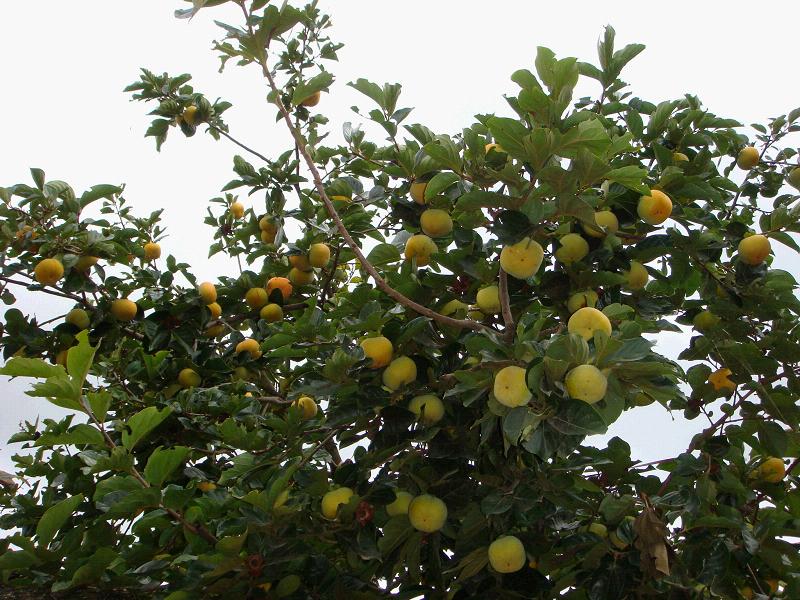 塘子溝村水果種植業