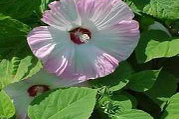Hibiscus moscheutos \x27Disco Belle White\x27 Hibiscus moscheutos \x27Disco Belle White\x27