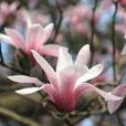 天目木蘭(天目木蘭)