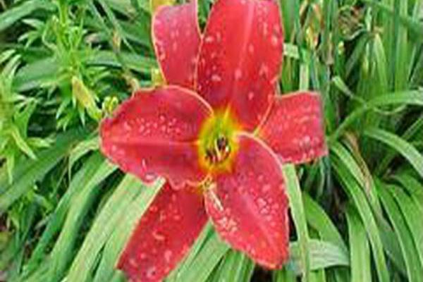 Hemerocallis \x27Baltimore Oriole\x27 Hemerocallis \x27Baltimore Oriole\x27
