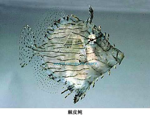 棘皮魨(毛炮彈魚)