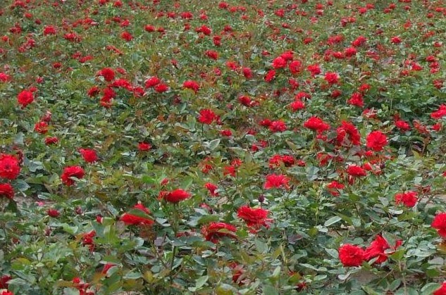 紅帽子(薔薇屬月季栽培品種)