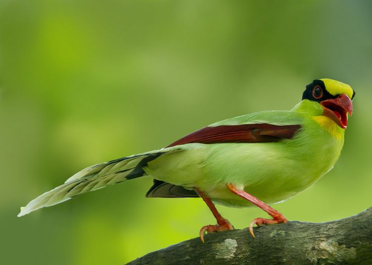藍綠鵲越南亞種